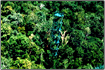 南部ナラチワ州に熱帯林観測塔を建設・寄贈（6月）