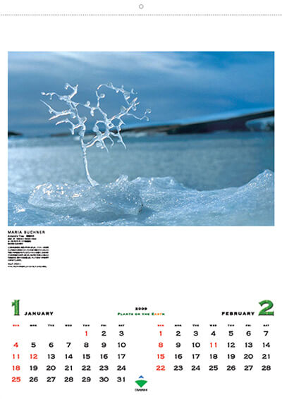 1・2月／マリア・ブフナー／Antarctic Tree（南極の木）／2002 3