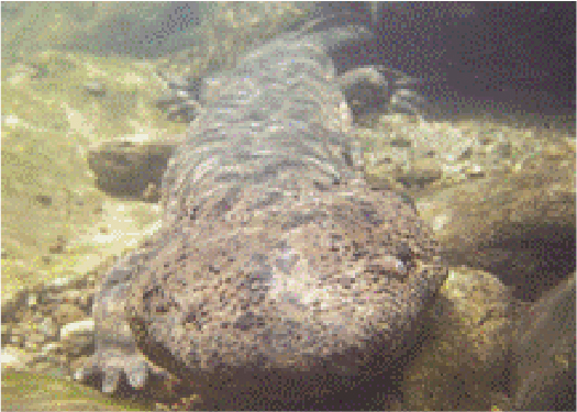 Japanese giant salamander