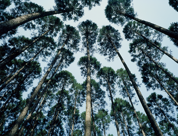 日本の森林の再生 季刊大林
