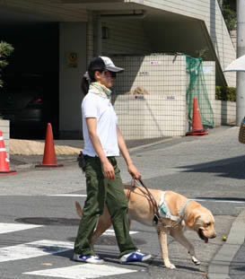 盲導犬をめざして、ナッシュが二次評価試験へ