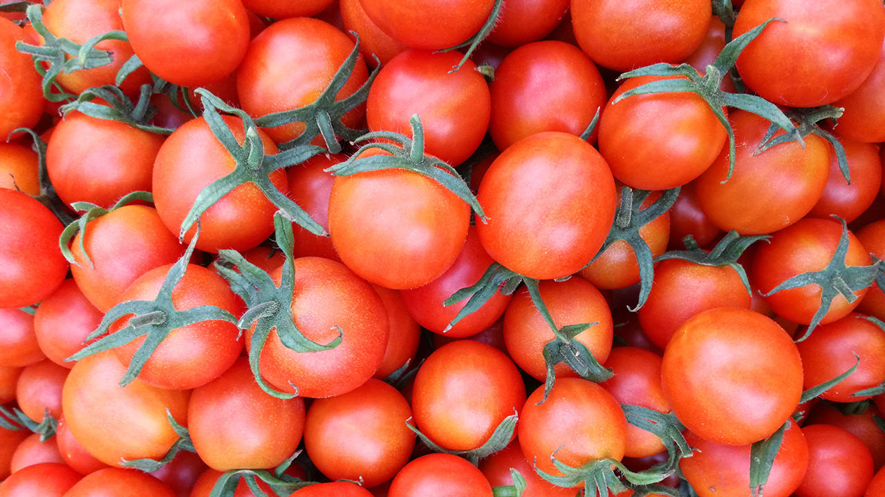 大林組グループの栽培するミニトマトがANA国際線ファーストクラスの機内食に採用されました