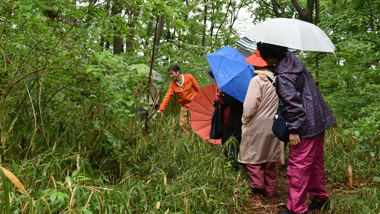 当日は小雨が降る中、草刈りしたルートを1時間かけて観察しました