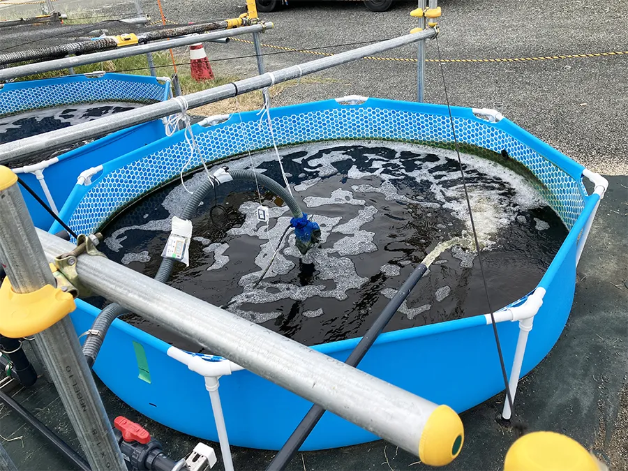 屋外の円形水槽で培養される餌料用ケイ藻