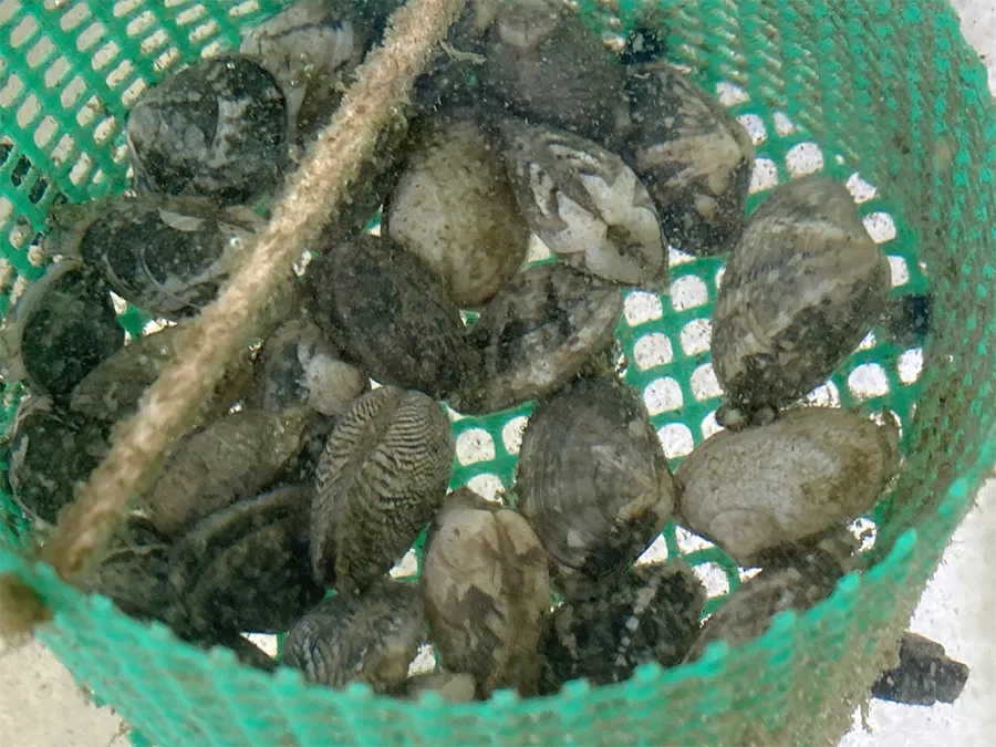 ネットかご内で陸上飼育されるアサリ稚貝