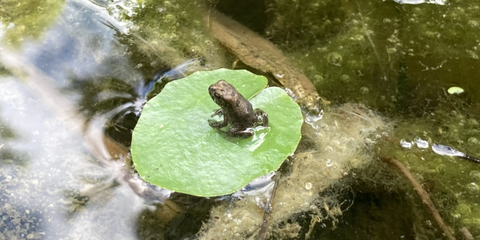 はぐくむビオトープ