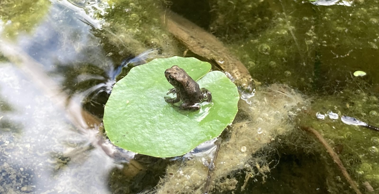 はぐくむビオトープ