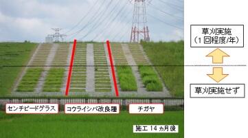 草刈りを低減した河川堤防の緑化