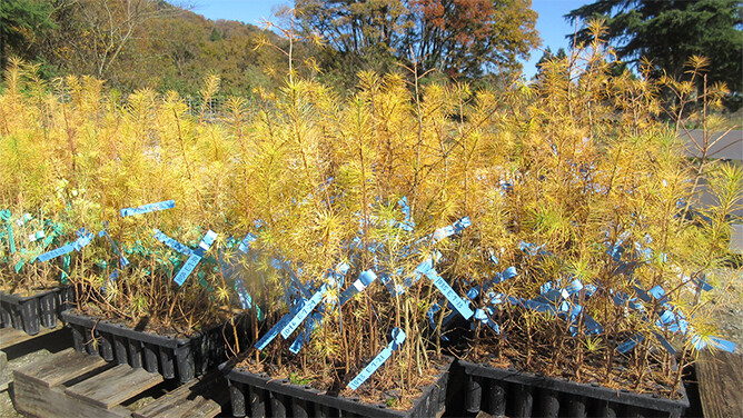 鳥取県の山林に人工光で育てた苗木約700本を植林