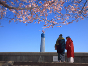 初桜 折しも今日は よき日なり