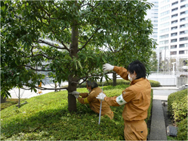 樹木を調査し、種類や高さ、個体数などを記録