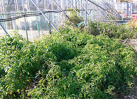 トマト、なす、きゅうり、ピーマンなど万能塀付近のスペースを利用して栽培