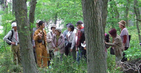 大林組技術研究所の雑木林でキンランの観察会を実施しました