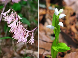 ラン科の貴重種、武将が使う「采配」に似た花をつけるサイハイランやキンランよりも小ぶりで白い花を咲かせるギンランなども生育しています