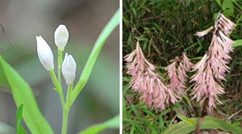 白い花を咲かせるササバギンラン（左）やラン科の貴重種サイハイラン（右）も観察されました