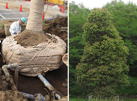 高さ10mのクスノキの根鉢を養生し(左)、雑木林の周辺に移植。4年を経て順調に生育中(右)