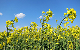 土壌改良した農地に咲く菜の花