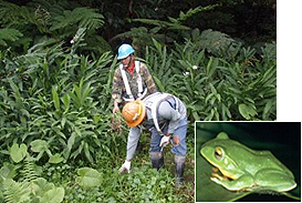 絶滅危惧種「台北樹蛙」の保護活動