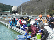 放流した稚魚は片岸川上流のサケふ化場から提供されました