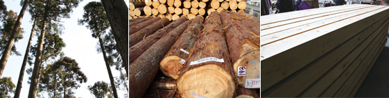 木工事の内外テクノスが国産木材の活用促進に協力