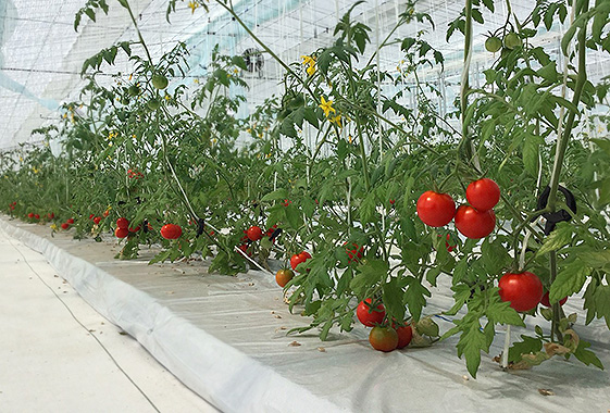 ミニトマトの栽培が進む太陽光型植物工場