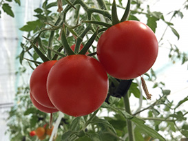 栽培されたミニトマトは、和郷園の販売ルートを通して出荷されます