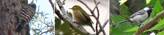 都市部に生息する樹林性の鳥類（左からコゲラ、メジロ、シジュウカラ）