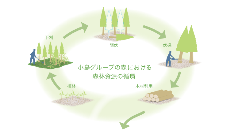 イメージ：小島グループの森における森林資源の循環